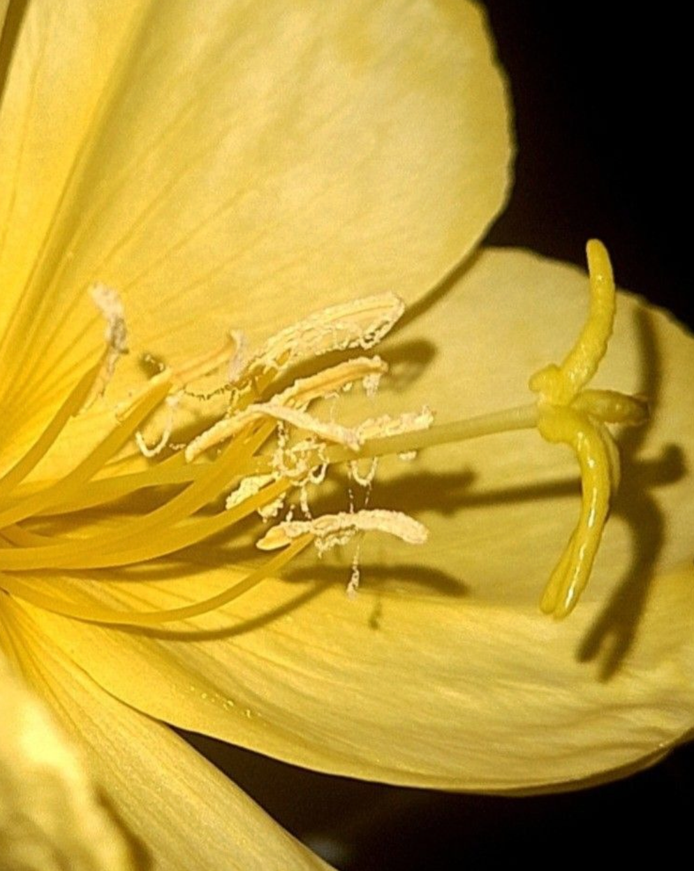EVENING PRIMROSE OIL